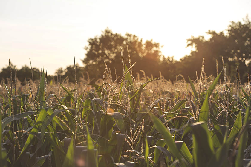 call-for-applications-to-short-course-in-agriculture-productivity